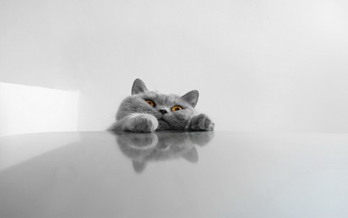 Funny Cats