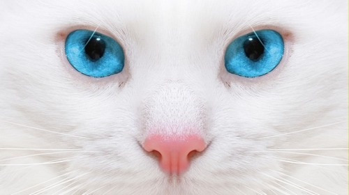 Computer Desktop Wallpapers Collection. www.cwer.ru