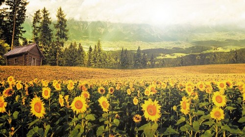Computer Desktop Wallpapers Collection. www.cwer.ws