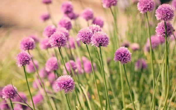 New Mixed HD Wallpapers Pack 271